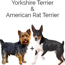 Ratshire Terrier Dog